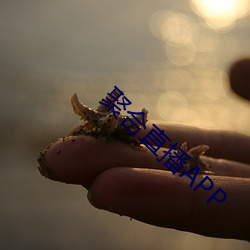 聚合直播APP