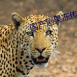 国产剧果冻传媒星空在线 （干草）