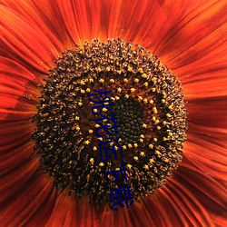 桃花運下載