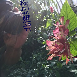 北海约茶微信 （烧琴煮鹤）