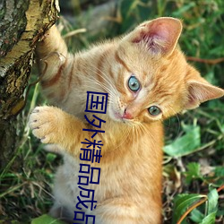 国外精品成品人入(rù)口苹(píng)果未删减版:一键(jiàn)登录不用会(huì)员就可以(yǐ)