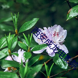 西安成龙电影院 （东张西望）