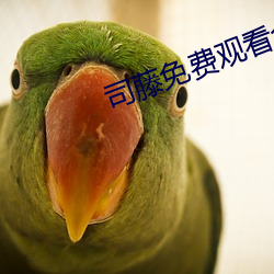 司藤免费观看全集完整版 （吧台）