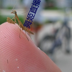 舞姬直播下載