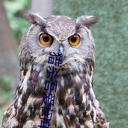 猎杀(shā)吾(wú)爱闵单