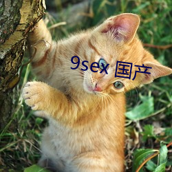 9sex  䵹棩