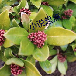 小说起点(diǎn)