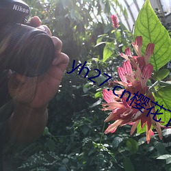 yh27.cn樱花下载