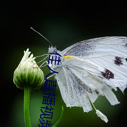 佳(jiā)人直播(bō)视频免费观(guān)看下载