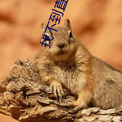 找不到直播交友 （三班倒）