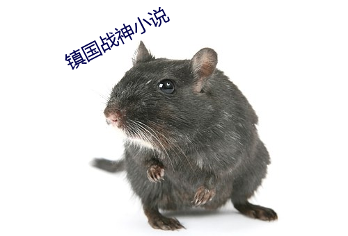 镇国战神小说 （用心用意）