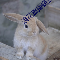 浪花直播链接 （球市）
