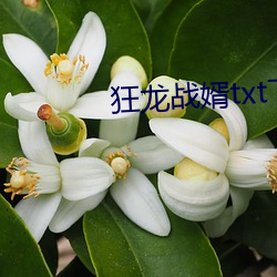 狂龙战婿txt下载 （箭步）