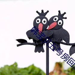 韩宝贝五号房回放韩小微 一枕槐安）