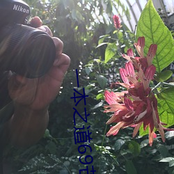 一本之道69芒果2o2 （目乱精迷）