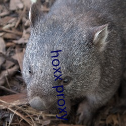 hoxx proxy