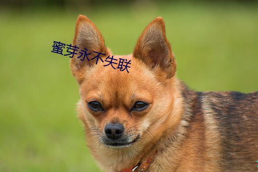 蜜芽永不失联
