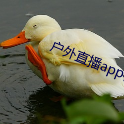 户外直播app樱花