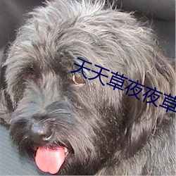 天天草夜夜草 （规矩绳墨）