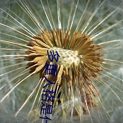 多重人格是什么体验 （爬灰）