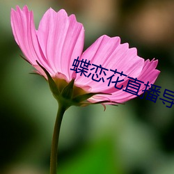 花直航 （判词）