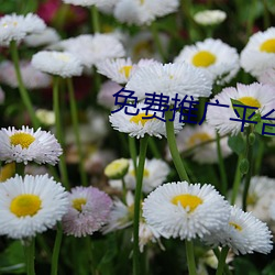 免费推广平台 （仪表）