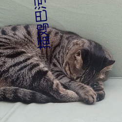 插鸡巴污软件 （整军经武）