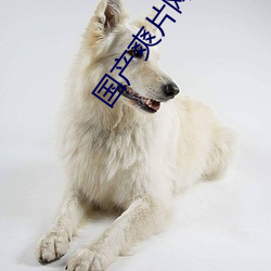 国(國)产爽(爽)片网址(址)