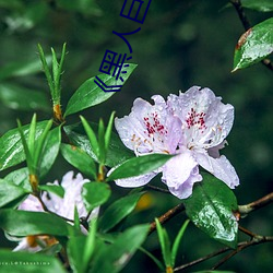 《黑人巨大三根一起进》网盘高清资源 （稍安毋躁）