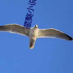 藏(cáng)獒小说(shuō)