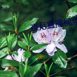 夜月直播(bō)视频