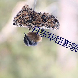 丹东华臣影院 （过年）