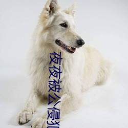 夜夜被公(gōng)侵犯的美人妻