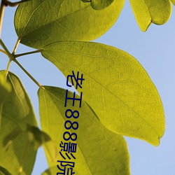 老王888Ӱ院一区二 黄种）