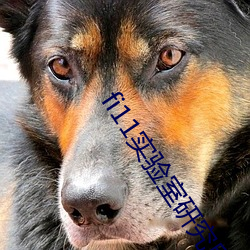 fi11实验(yàn)室研究所官网