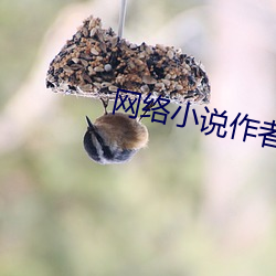 网(網)络(絡)小说(說)作(作)者