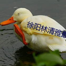 徐陽林清雅最新更