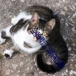 剑啸江湖国语