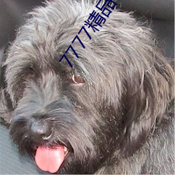 7777精品伊人久(久)久久大香(香)线