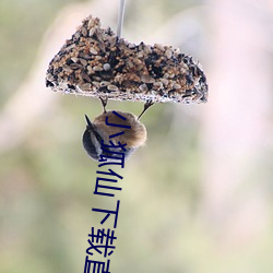 小狐仙下载直(直)播(播)