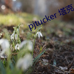 pjtucker 塔克