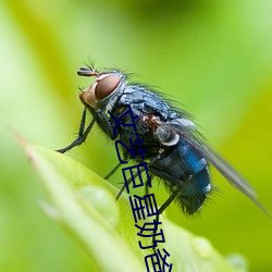 文艺巨星奶爸 （鹤行鸡群）