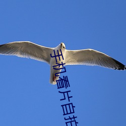 手(手)机看片自拍自拍(拍)