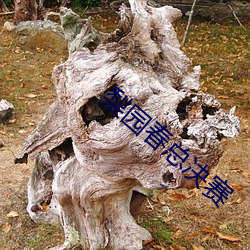 梨园春总决赛