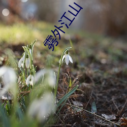 雾外江山 （身无长物）