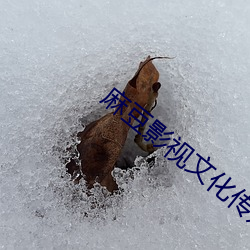 麻豆(豆)影视文化(化)传媒公司