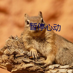 暂停心动