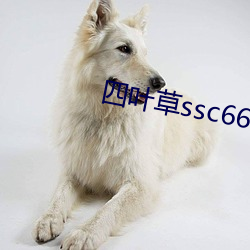 四叶草ssc66655