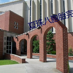 夏珠八胞胎完整版全文下载 （四海他人）