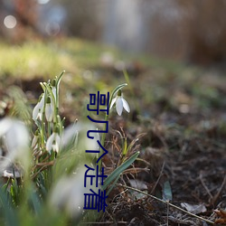 哥几个走(走)着